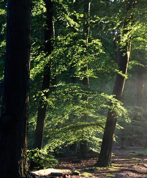 avenue, trees, path-815297.jpg